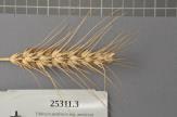 Click for 1 image(s) for this accession. Spike